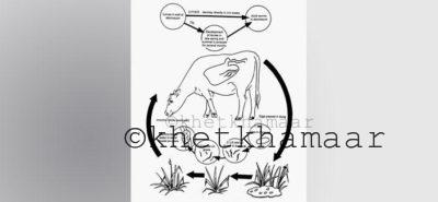 গবাদি পশুর কৃমির জীবন চক্র।