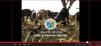 ছাগল পালনে স্বাস্থ্য ব্যবস্থাপনা