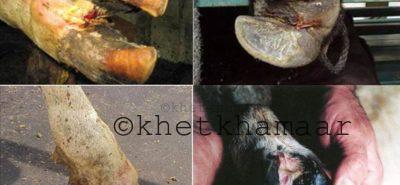 গবাদি পশুর পা পঁচা বা ফুট রট