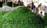রপ্তানি হচ্ছে মানিকগঞ্জের কাঁচা মরিচ