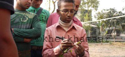 হাবিব স্যার জোড় কলম এর জন্য ছাল উঠিয়ে দেখাচ্ছেন।