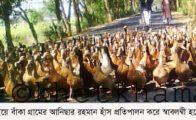 নওগাঁর আত্রাইয়ে বাঁকা গ্রামের আনিছার রহমান খাকি ক্যাম্পবেল হাঁস প্রতিপালন করে স্বাবলম্বী হয়েছেন