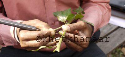 এভাবে জোড় কলম এর জন্য ছাল উঠিয়ে তৈরি করতে হয়।