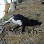 পশু চরম আকারে আক্রান্ত হলে ৪৮-২৪ ঘন্টায় পশু মারা যাবে।