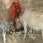 খামারিদের ঋণ প্রাদানে উৎসুক ব্যাংক